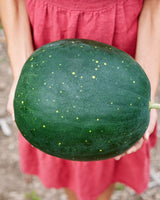 The Explorer : Rooted in America - Seed Collection