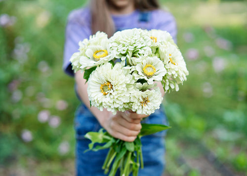 Freshly Cut Blooms - Seed Collection