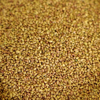 Rainy Day Foods Alfalfa Seed 5 lb. Bag - 756 Servings