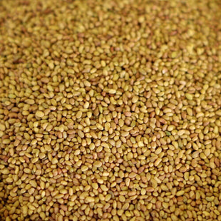 Rainy Day Foods Alfalfa Seed 1.5 lb. Mylar Bag - 227 Servings