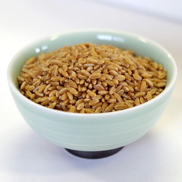Rainy Day Foods - Durum Wheat - 35 lb. 5 gal SP