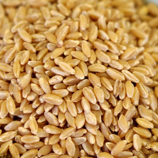 Rainy Day Foods - Durum Wheat - 35 lb. 5 gal SP