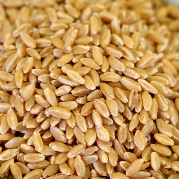 Rainy Day Foods - Durum Wheat - 35 lb. 5 gal SP