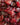 Rainy Day Foods - Freeze Dried Whole Cranberries - 7 oz. #10 can