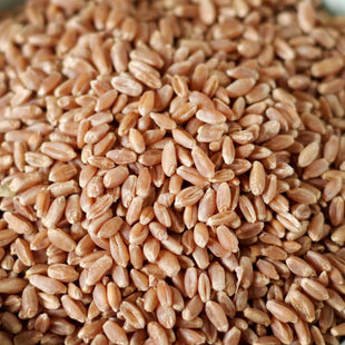 Rainy Day Foods - Hard Red Wheat 5 Gallon Pail - 36 lb.