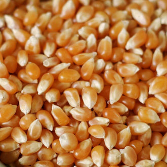 Rainy Day Foods - Yellow Popcorn 50 lb. Bag