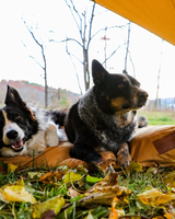 Sunshade tarp